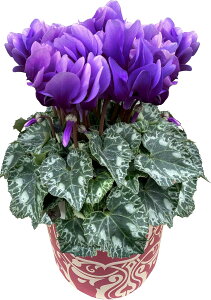 y|Cg5{I11/10܂Łz 17Y VN Mtg VN5  5 A Iׂ  Ε i v[g   Ԕ ߂ 5  k`֐  }