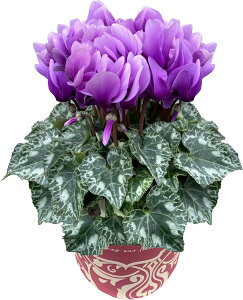 zB 17Y VN Mtg VN5  5 A Iׂ  Ε i v[g   Ԕ ߂ 5  k`֐  }JVR uL