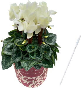 yGg[P10{1/1 9:59܂ŁzVN Mtg VN5  5 A Ε i v[g   Ԕ ߂  5  k`֐  }JVR 