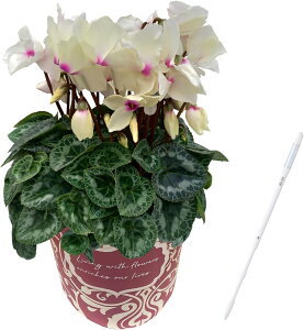 yGg[P10{2020-272zVN Mtg VN5  5 A Ε i v[g   Ԕ ߂  5  k`֐  }JV