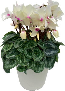 VN Mtg VN5  5 A Ε i v[g   Ԕ ߂  5  k`֐  }JVR uLh v}[W T