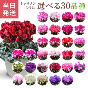 yGg[P10{2020-272zVN Mtg VN5  5 A Ε i v[g   Ԕ ߂  5  k`֐  }JV