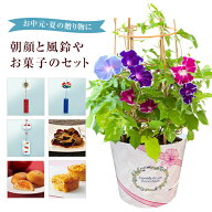 当日発送17時〆 朝顔 鉢植え あさがお アサガオ 送料無料 6号 鉢 日本朝顔 鉢植え 朝顔の鉢植え 朝顔市 …