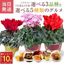 【エントリーでP10倍★1/1 9:59まで】当日発送17時〆 シクラメン 送料無料 鉢植え 花 ギフト プレゼント 5種から選べるお菓子 お花 ビクトリア 5号鉢 鉢花 花鉢 しくらめん 5号 鉢 中島大祥堂 こがね芋 黒わらび餅 ふじ林檎ケーキ お歳暮