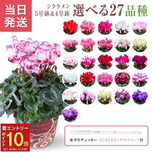 yGg[P10{1/1 9:59܂ŁzVN Mtg VN5 VN4  A Ε i v[g  Ԕ ߂  5 4   A   s