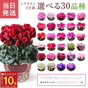 yGg[P10{1/1 9:59܂ŁzVN Mtg VN5  5 A Ε i v[g   Ԕ ߂  5  k`֐  }JVR 