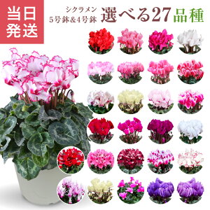 VN Mtg VN5  5 A Ε i v[g   Ԕ ߂  5  k`֐  VNA   sN  NX}X a 