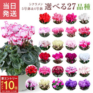 yGg[P10{1/1 9:59܂ŁzVN Mtg VN5  5 A Ε i v[g   Ԕ ߂  5  k`֐  VNA 