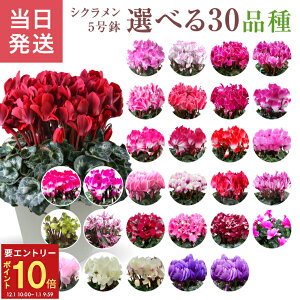 yGg[P10{1/1 9:59܂ŁzVN Mtg VN5  5 A Ε i v[g   Ԕ ߂  5  k`֐  }JVR 