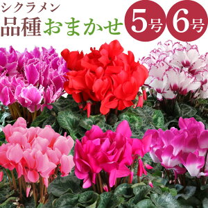 17Y VN A 5 6 ܂ Ԍn sNn n n Ԕ ~ NX}X Mtg v[g 蕨  j JXj Ε AW Ϗܗp ނ܂ t