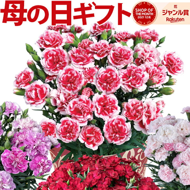 楽天市場 母の日 プレゼント ギフト 花 鉢植え カーネーション いちごホイップ スイーツ ファンシーバイオレット クレアライトピンク 東北 関西 送料無料 お花 母の日プレゼント 鉢花 花鉢 母の日ギフト 花のギフト社onlineshop