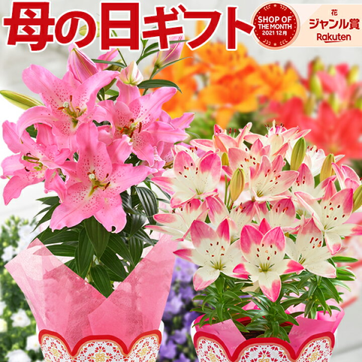 楽天市場 母の日 プレゼント ギフト 花 鉢植え カーネーション 百合 ゆり ユリ マダガスカルジャスミン ダリア メリーベル ピンク 東北 関西 送料無料 11種類から選べるお花 母の日プレゼント 鉢花 花鉢 母の日ギフト 花のギフト社 花のギフト社onlineshop