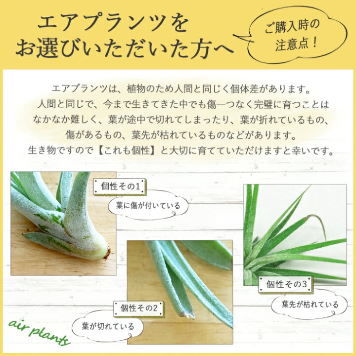 楽天市場 エアプランツ セット 陶器 受皿付 観葉植物 エアープランツ Mサイズ 種類 インテリア グリーン おしゃれ 誕生日 プレゼント ギフト 壁掛け 吊り下げ ベリッキアーナ フックシー ウスネオイデス 1000円ポッキリ 父の日 花のギフト社onlineshop