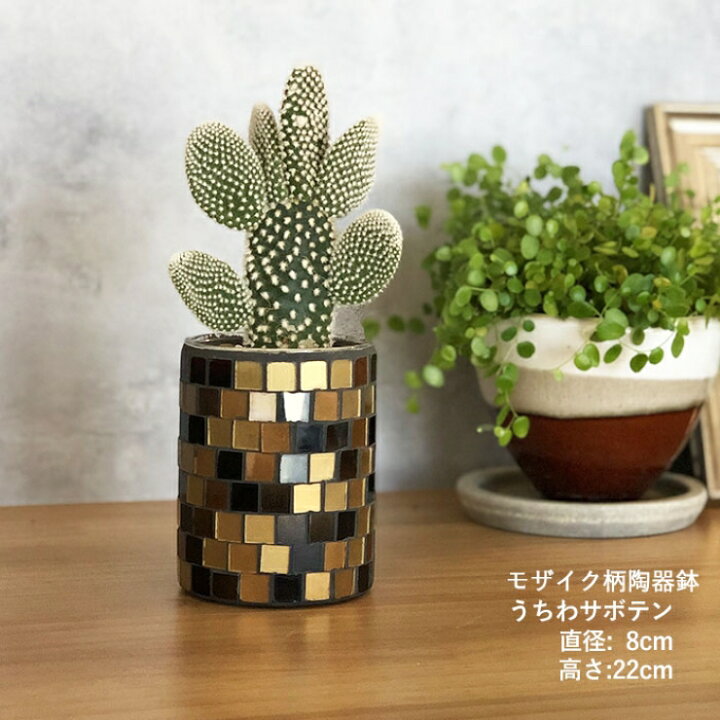 楽天市場 多肉 植物 サボテン お得セット ウチワサボテン 寄せ植え フラワー 初心者お試し サキュレント 植物 カメ アルパカ ナチュラル 陶器 鉢 素朴 観葉 簡単 置くだけ 飾れる 花 選べる アレンジメント 東北 関西送料無料 誕生日 お祝い 花のギフト社onlineshop