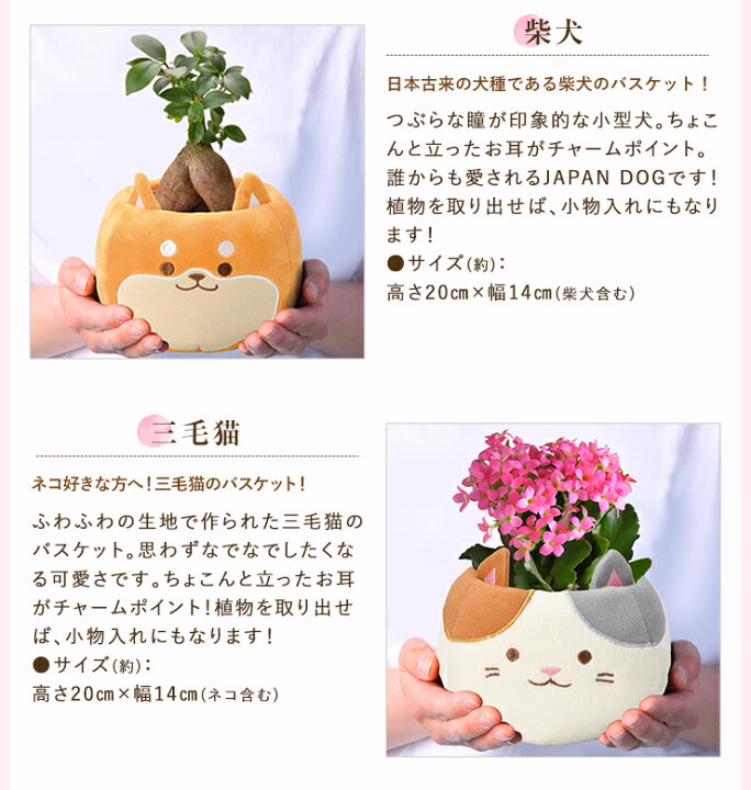 864円 25 Off ガジュマル カランコエ シクラメン 選べる 観葉植物 お花 花鉢 鉢花