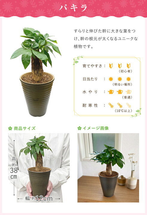 楽天市場 あす楽 14時まで 観葉植物 ミニ 小さい おしゃれ パキラ サンスベリア ユッカ テーブルヤシ サンセベリア 発財樹 虎の尾 青年の木 ヤシ 陶器 鉢植え 置物 インテリアグリーン 縁起物 誕生日 お祝い プレゼント 花のギフト社onlineshop 楽天市場 あす楽 14時まで 観葉植物 ミニ 小さい おしゃれ パキラ サンスベリア ユッカ テーブルヤシ サンセベリア 発財樹 虎の尾 青年の木 ヤシ 陶器 鉢植え 置物 インテリアグリーン 縁起物 誕生日 お祝い プレゼント 花のギフト社onlineshop