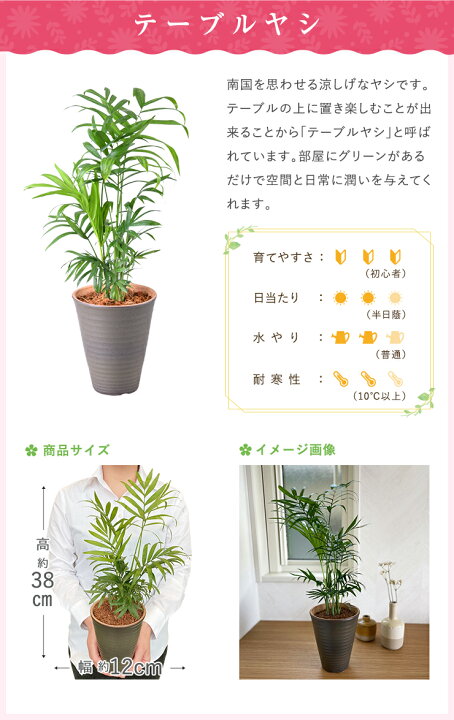 楽天市場 あす楽 14時まで 観葉植物 ミニ 小さい おしゃれ パキラ サンスベリア ユッカ テーブルヤシ サンセベリア 発財樹 虎の尾 青年の木 ヤシ 陶器 鉢植え 置物 インテリアグリーン 縁起物 誕生日 お祝い プレゼント 花のギフト社onlineshop