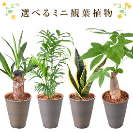 楽天市場 観葉植物 種類 植物 ヤシ ポリシャス 高さ 植物 70cm 花 観葉植物 花 ガーデン Diy の通販