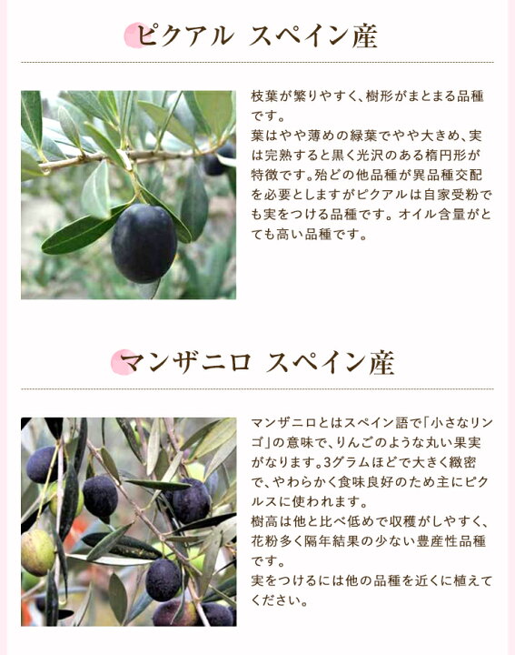 楽天市場 あす楽 14時まで オリーブ 4号鉢 プレゼント ギフト 観葉植物 開店祝い 贈り物 シプレッシーノ ルッカ ネバディロブランコ バーデル ピクアル マンザニロ コロネイキ レッチーノ 花のギフト社onlineshop