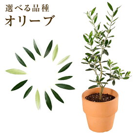 楽天市場 オリーブの木の通販