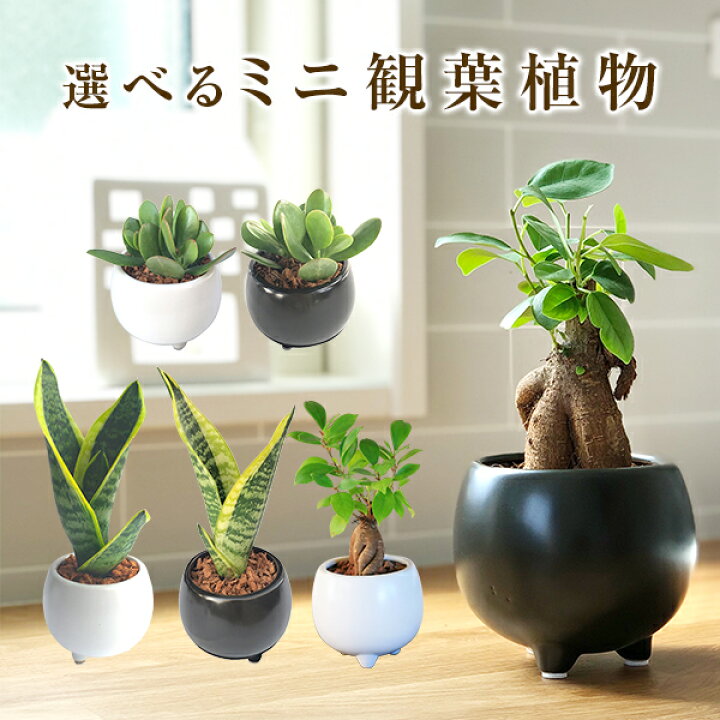 楽天市場 ガジュマル サンスベリア 金のなる木 3号 鉢植え ミニ 観葉植物 多幸の木 ガジュマルの木 ガジュマル鉢植え がじゅまる サンセベリア 虎の尾 お金のなる木 花月 観葉 小さい かわいい おしゃれ 棚 ガジュマルの木小さい ミニ観葉植物 多肉植物 陶器 花の