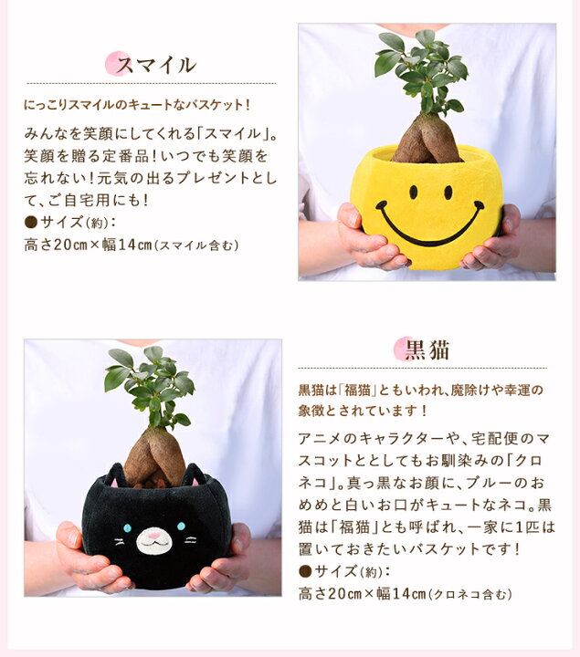 楽天市場 ポイント5倍 4 15まで あす楽 14時まで ガジュマル カランコエ 選べる 観葉植物 お花 花鉢 鉢花 鉢植え 誕生日 お祝い お祝い 内祝い 開店祝い 花 プレゼント ギフト 縁起物 招き猫 三毛猫 ガジュマルの木 母の日 カーネーション 母の日ギフト 母の日