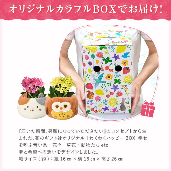 楽天市場 あす楽 14時まで ガジュマル カランコエ シクラメン 選べる 観葉植物 お花 花鉢 鉢花 鉢植え 誕生日 お祝い お歳暮 クリスマス お祝い 内祝い 開店祝い 花 プレゼント ギフト 縁起物 招き猫 三毛猫 ガジュマルの木 ガーデンシクラメン 花のギフト社onlineshop