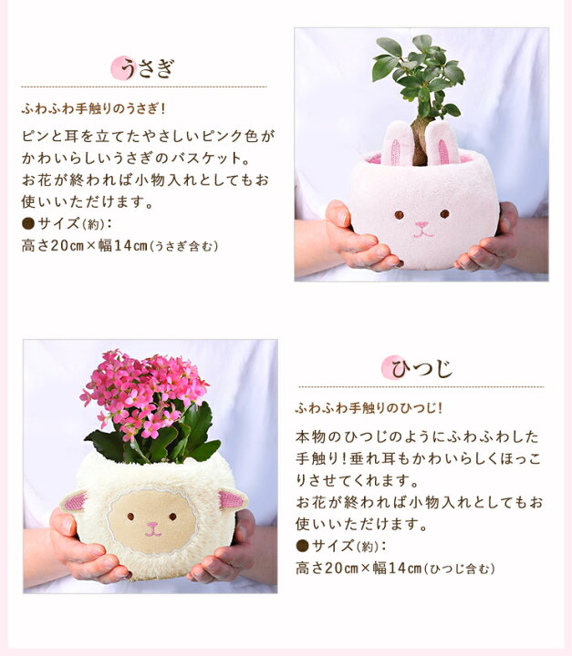 楽天市場 あす楽 14時まで ガジュマル シクラメン カランコエ 観葉植物 選べる ぬいぐるみ お花 花 鉢 鉢植え 誕生日 お祝い 内祝い 開店祝い プレゼント ギフト 縁起物 招き猫 三毛猫 ガジュマルの木 ガーデンシクラメン 花のギフト社onlineshop