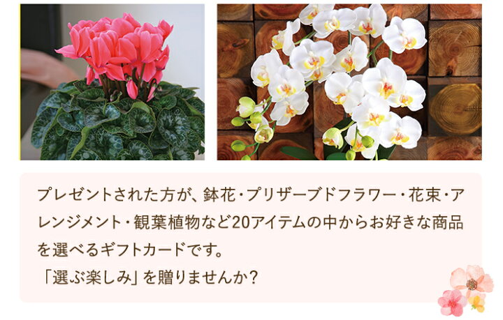 楽天市場 あす楽 14時まで カタログギフト アクイユ リリーコース 送料無料 花 花ギフト フラワー ギフト プレゼント 鉢植え 花鉢 鉢花 花束 生花 アレンジ プリザーブドフラワー 誕生日 お祝い お祝い返し 内祝い ノベルティ 景品 記念品 粗品 花のギフト社onlineshop
