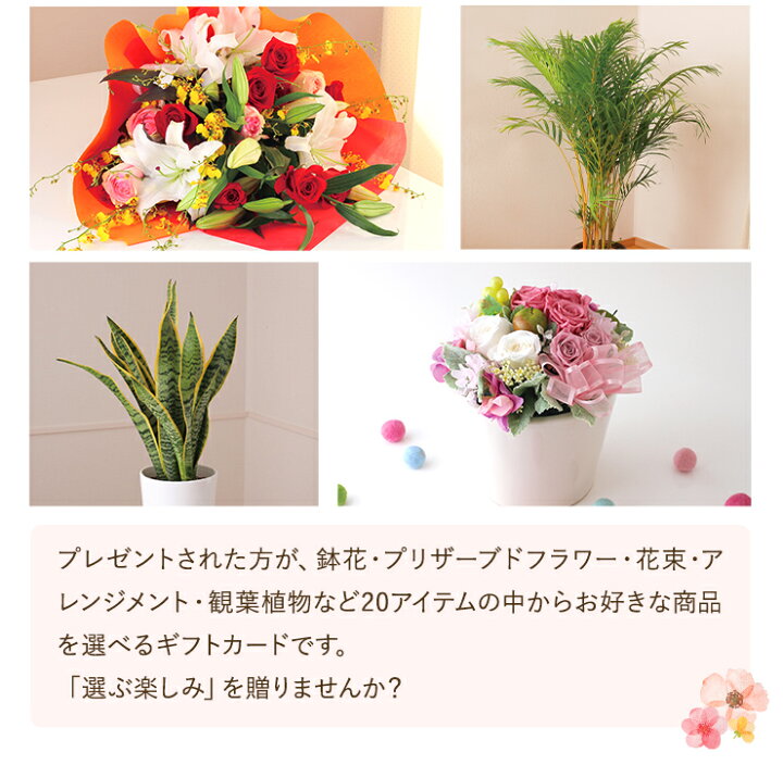 楽天市場 あす楽 14時まで カタログギフト アクイユ カトレアコース 送料無料 花 花ギフト フラワー ギフト プレゼント 鉢植え 花鉢 鉢花 花束 生花 アレンジ プリザーブドフラワー 誕生日 お祝い お祝い返し 内祝い ノベルティ 景品 記念品 粗品 お中元 花のギフト社