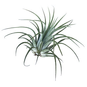 zB 14Y GAvc Zbg  Mt ϗtA GA[vc MTCY  CeA O[  a v[g Mtg Ǌ| ݂艺 xbLA[i tbNV