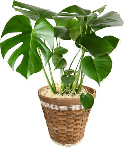 zB 14Y Xe ϗtA ^   6 I[KX^ A CeA JXj ړ]j Vzj a   Mtg v[g _ AWA 