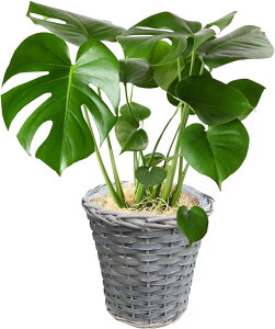 yGg[P10{2020-272zzB 14Y Xe ϗtA ^   6 I[KX^ A CeA JXj ړ]j Vzj a   Mtg v