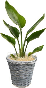 yGg[P10{2020-272zzB 14Y Xe ϗtA ^   6 I[KX^ A CeA JXj ړ]j Vzj a   Mtg v