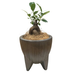 ガジュマル 観葉植物 3号 鉢植え ミニ多幸の木 ガジュマルの木 陶器 鉢カバー 観葉 小さい かわいい おしゃれ 花のギフト社