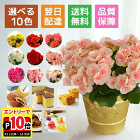 【エントリーでポイント10倍】当日発送17時〆 ベゴニア リーガースベコニア 花 プレゼント リーガース 鉢植え ギフト 花鉢 鉢花 鉢 室内 花とスイーツ 花とお菓子 女性 誕生日 お祝い 母の日 敬老の日 母の日ギフト 母の日プレゼント お菓子