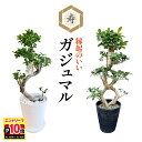 【エントリーでポイント10倍】当日発送17時〆 ガジュマル 大型 昇り龍 ガジュマルの木 観葉植物 8号 盆栽 本物 お祝い…