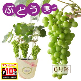 【エントリーでポイント10倍】父の日 ぶどう 花 鉢植え ぶどうの木 父の日ギフト プレゼント ギフト 花鉢 苗 果物 ブドウ 果樹 果樹鉢 フルーツ 葡萄 タノレット 送料無料