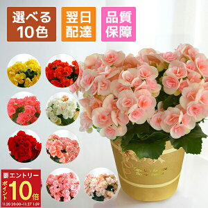 yGg[P10{2020-272z17Y  Mtg a v[g A  ԂƃXC[c xRjA xSjA [K[XxSjA  [K[X c Ԕ  j 