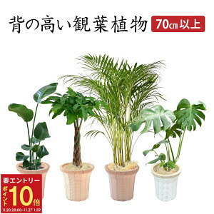 yGg[P10{2020-272zzB 14Y ϗtA I[KX^ pL AJV Xe { ^ 7 ϗt A p 7   A CeA JXj ړ]