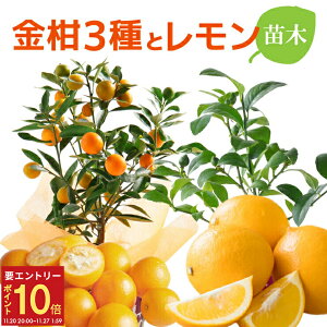 yGg[P10{2020-272z17Y   A ̖ ̖ ݂  c ʎ ňĂ ʎ j|E Ղ܂ }C[ B݂