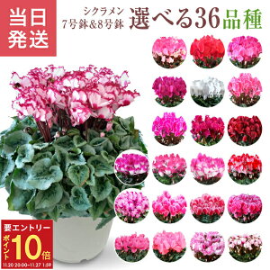 yGg[P10{2020-272zVN A 7 8 Mtg v[g   Ԕ ߂  7   rNgA sAX  sN   h[p[v 