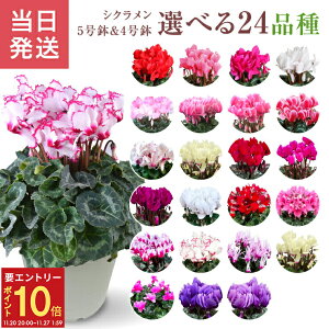 yGg[P10{2020-272zVN Mtg VN5  5 A Ε i v[g   Ԕ ߂  5  k`֐  VN