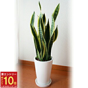 yGg[P10{2020-272zzB 14Y ϗtA TXxA 6 ̂Ȃ K̖ TZxA Ղ̔ A  CeA O[ t[Mtg a j