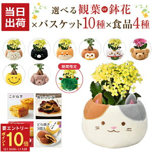 yGg[P10{1/1 9:59܂Łz17Y KW} JRG ϗtA  Ԕ  A ˓ ˈ і ьP[L a j  v[g XC[