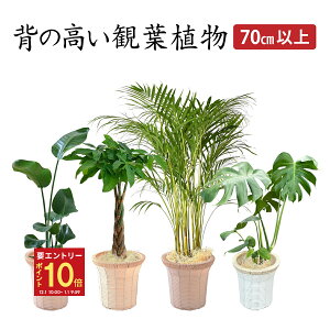 yGg[P10{1/1 9:59܂ŁzzB 14Y ϗtA I[KX^ pL AJV Xe { ^ 7 ϗt A p 7   A CeA JXj ړ]j