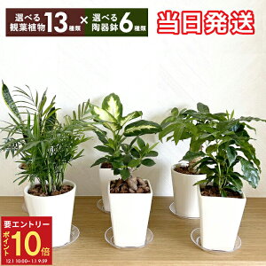 yGg[P10{1/1 9:59܂ŁzzB 14Y ϗtA ~j ϗt  Iׂ  pL I[u TXxA bJ e[uV TZxA AG I[u̖ N