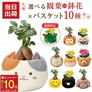 yGg[P10{1/1 9:59܂Łz17Y KW} JRG ϗtA    v[g Iׂ ʂ   A ~jϗtA a j j JXj