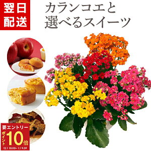 yGg[P10{1/1 9:59܂Łz17Y JRG v[g  H XC[c Mtg A Ԕ   َq aَq ˓ ˈ ьP[L і ͂