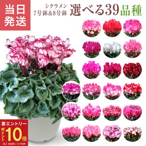 yGg[P10{1/1 9:59܂ŁzVN A 7 8 Mtg v[g   Ԕ ߂  7   rNgA sAX  sN   h[p[v h